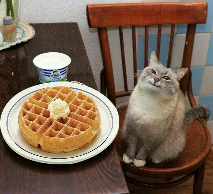 Мем кот с вафлями Мем кот с вафлями