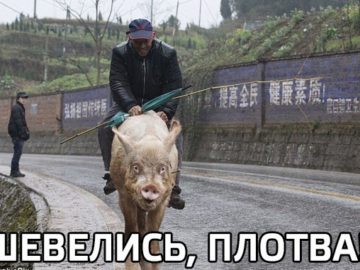 Шевелись плотва!