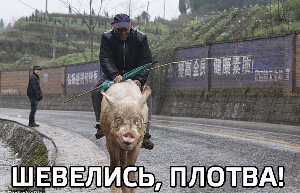 Шевелись плотва!