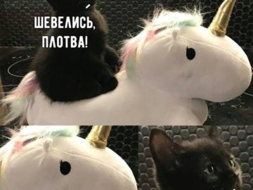 Шевелись плотва!