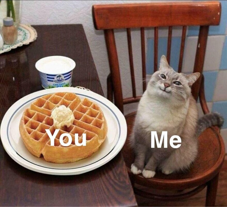 Кот с вафлями