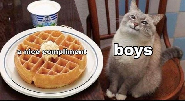 Кот с вафлями