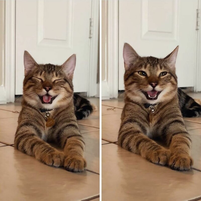 котик смеется котик смеется