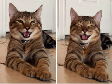 котик смеется
