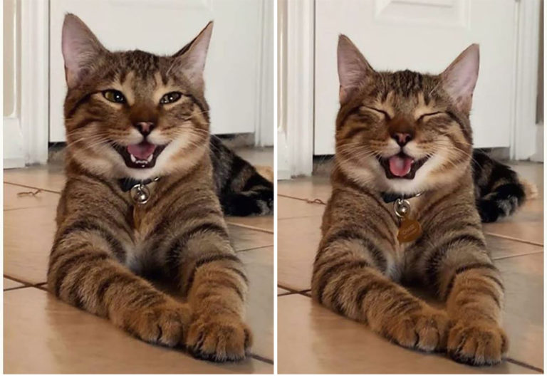 котик смеется