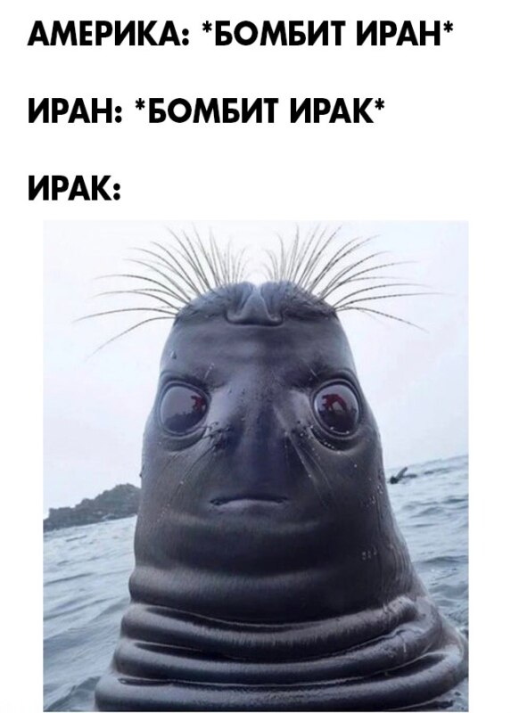 Голова тюленя