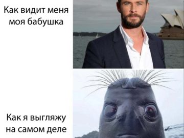 Голова тюленя