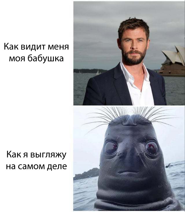 Голова тюленя