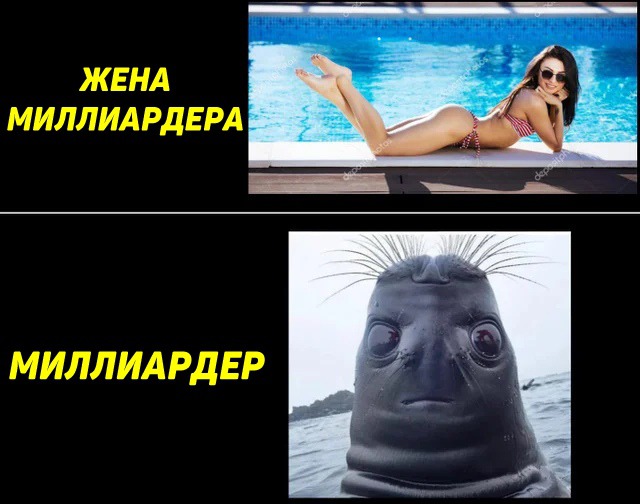 Голова тюленя