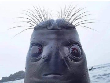 Голова тюленя