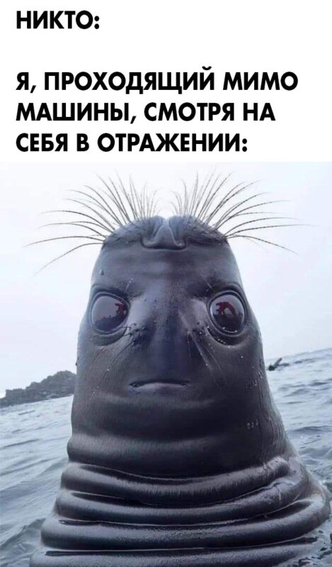 Голова тюленя