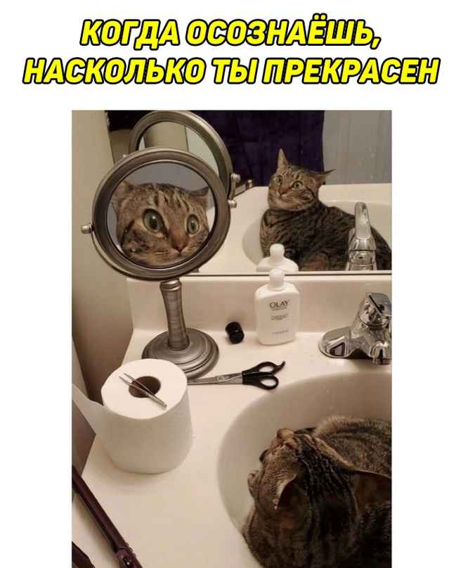 кот в двух зеркалах кот в двух зеркалах