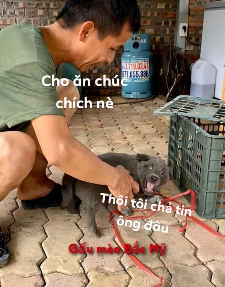 смешной щенок смешной щенок