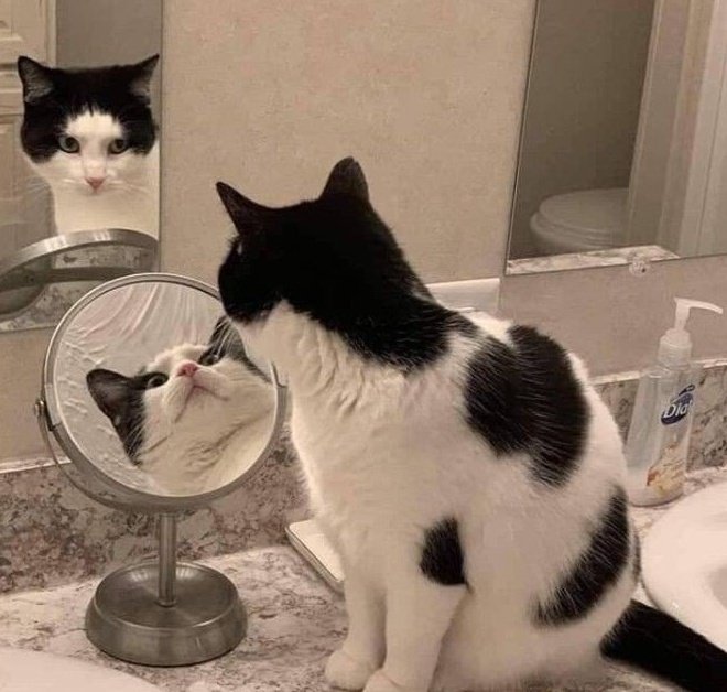 кот в двух зеркалах кот в двух зеркалах