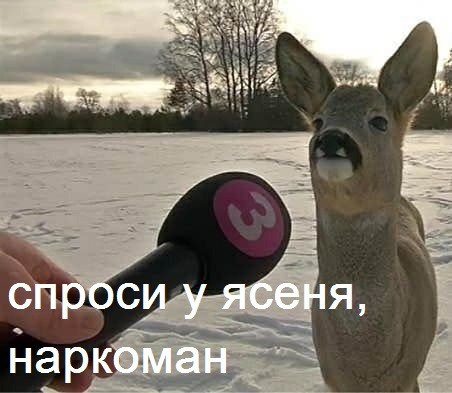 Интервью с косулей Интервью с косулей