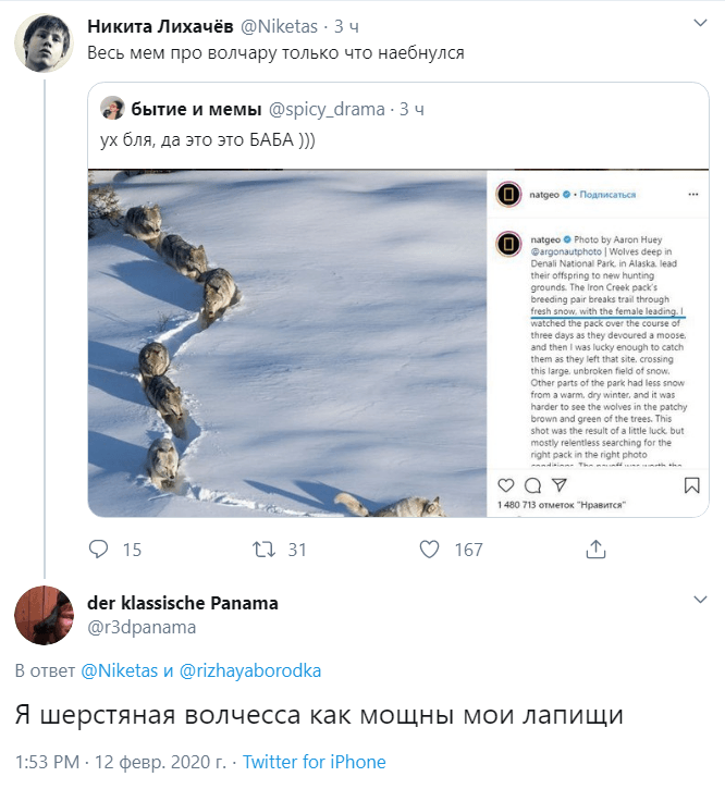шерстяной волчара новости шерстяной волчара новости