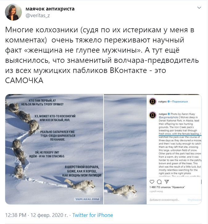 шерстяной волчара новости шерстяной волчара новости