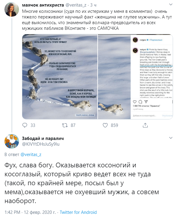 шерстяной волчара новости шерстяной волчара новости