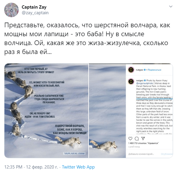 шерстяной волчара новости шерстяной волчара новости