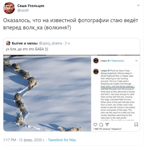 шерстяной волчара новости шерстяной волчара новости