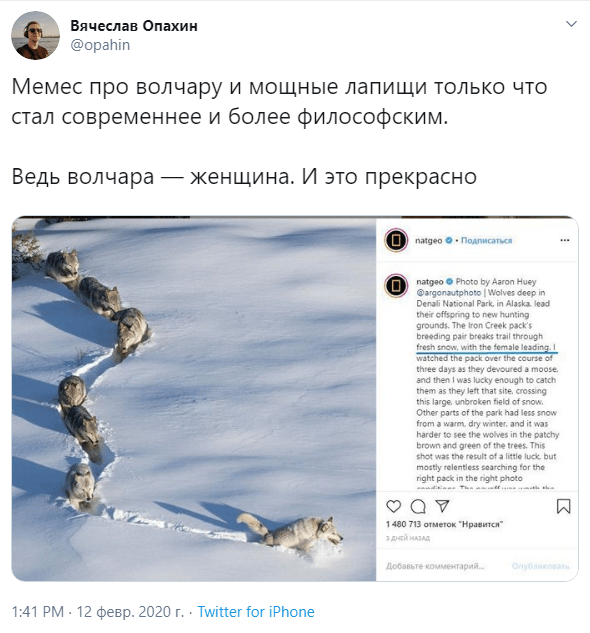 шерстяной волчара новости шерстяной волчара новости