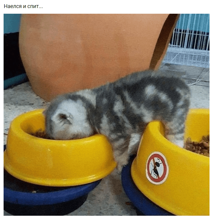 Наелся и спит