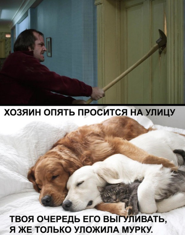 животные устали животные устали