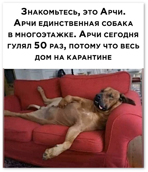 животные против хозяев животные против хозяев