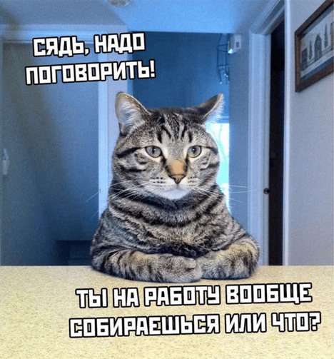 Животные устали от хозяев Животные устали от хозяев