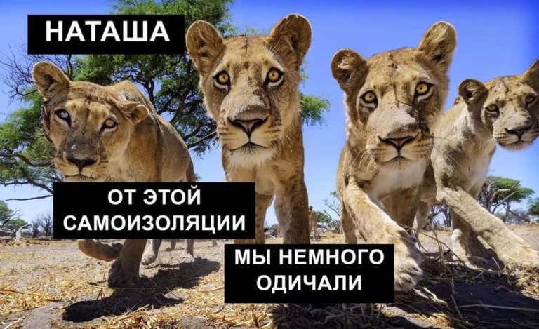 Наташа мемы
