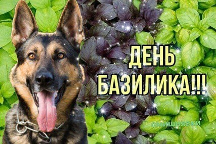 Дурацкие открытки в мессенджерах Дурацкие открытки в мессенджерах