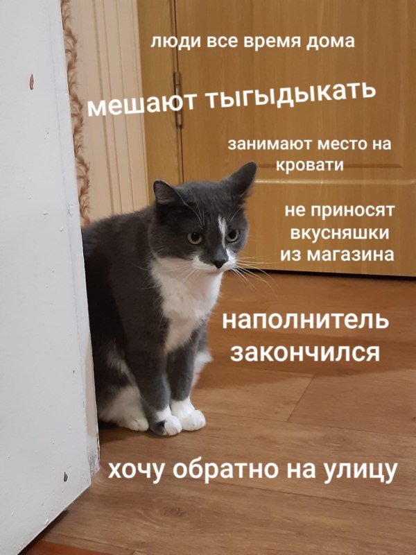 Животные устали от хозяев Животные устали от хозяев