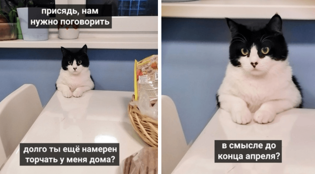 коты против карантина коты против карантина