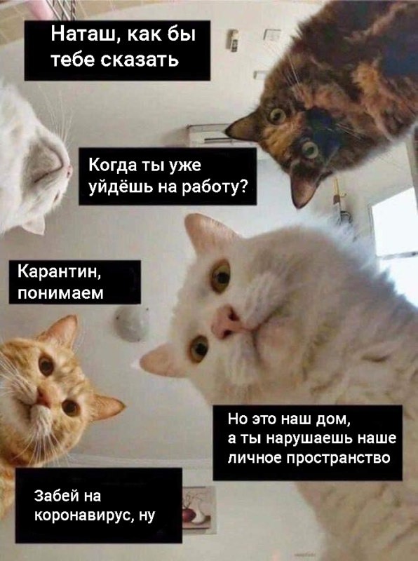 коты против карантина коты против карантина