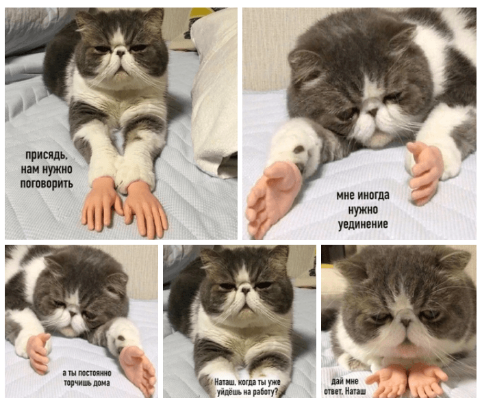 коты против карантина коты против карантина