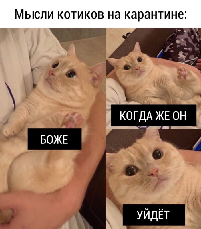 коты против карантина коты против карантина