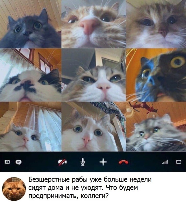 животные и карантин животные и карантин