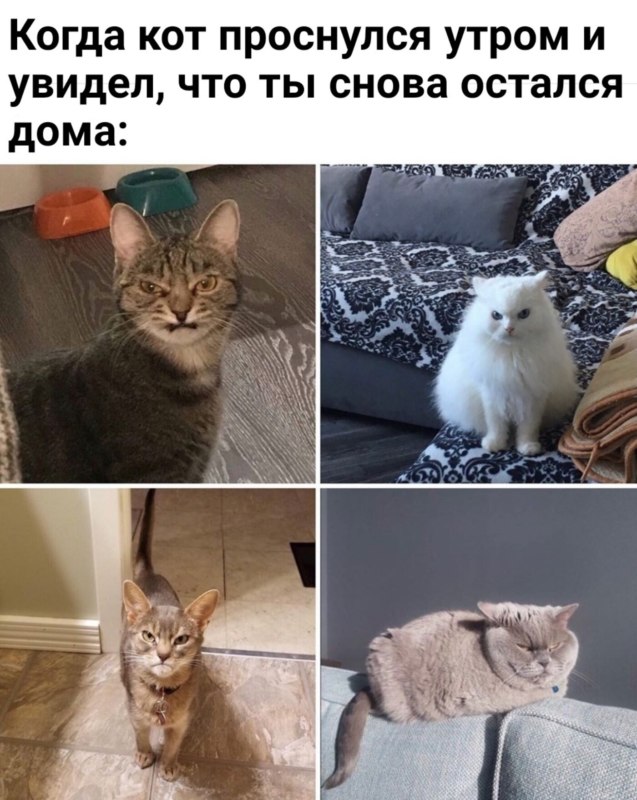 животные устали животные устали