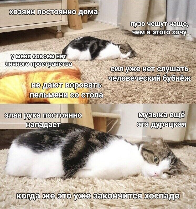 Животные устали от хозяев Животные устали от хозяев