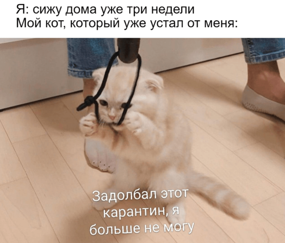 коты против карантина коты против карантина