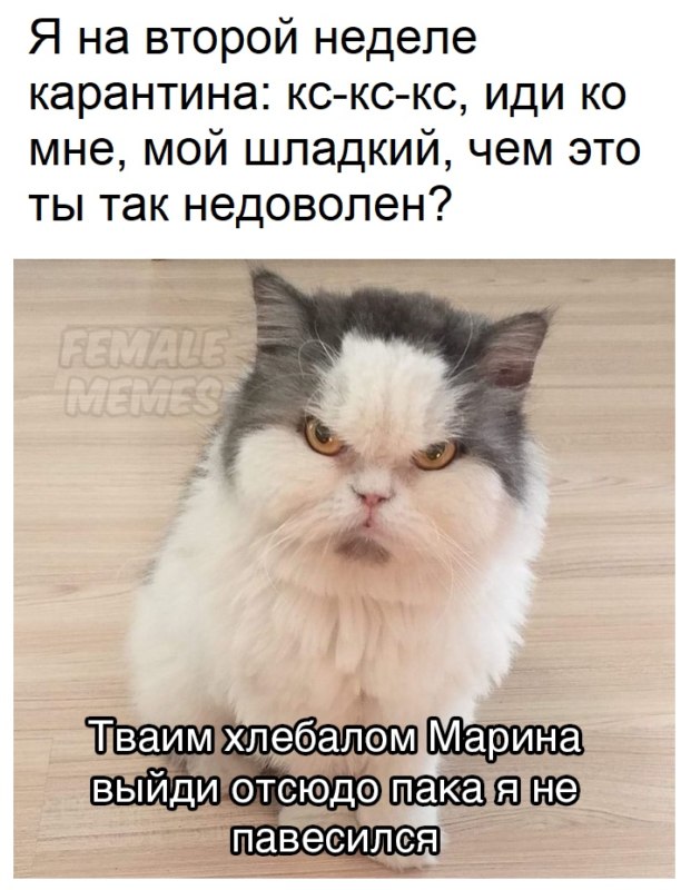Животные устали от хозяев Животные устали от хозяев