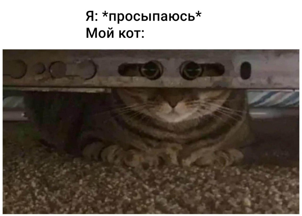 коты против карантина коты против карантина