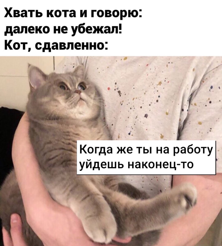 животные устали животные устали