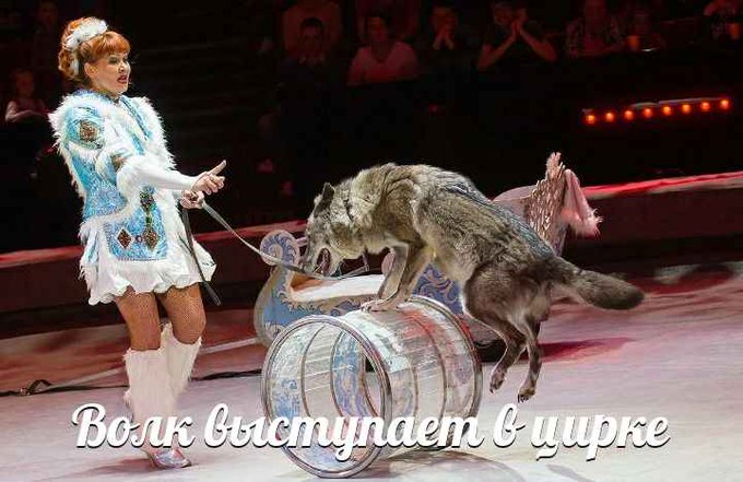 в твиттере исправляют мемы в твиттере исправляют мемы
