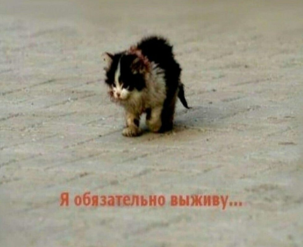 я обязательно выживу мем я обязательно выживу мем