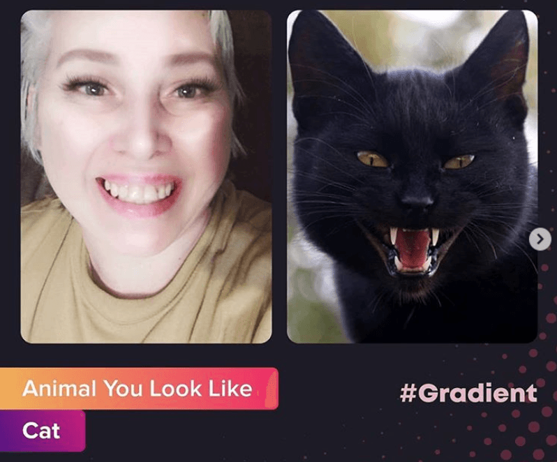 Animal you look like Animal you look like