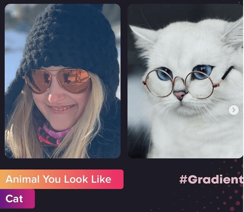Animal you look like Animal you look like