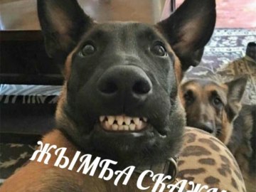 джимбо скажи им