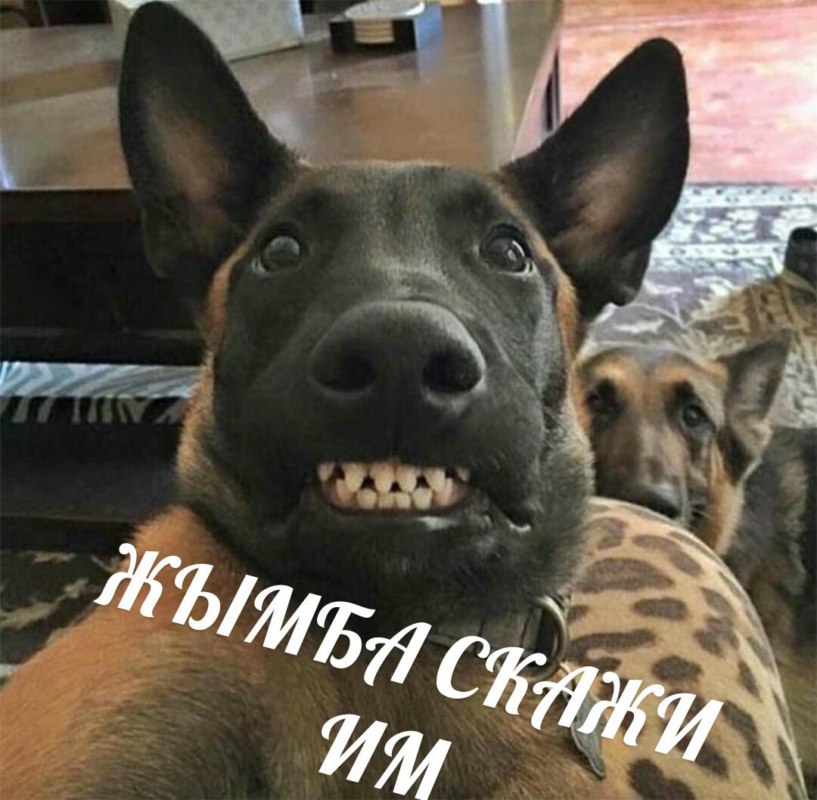 джимбо скажи им