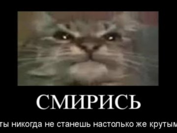 Кіт ти маму мав